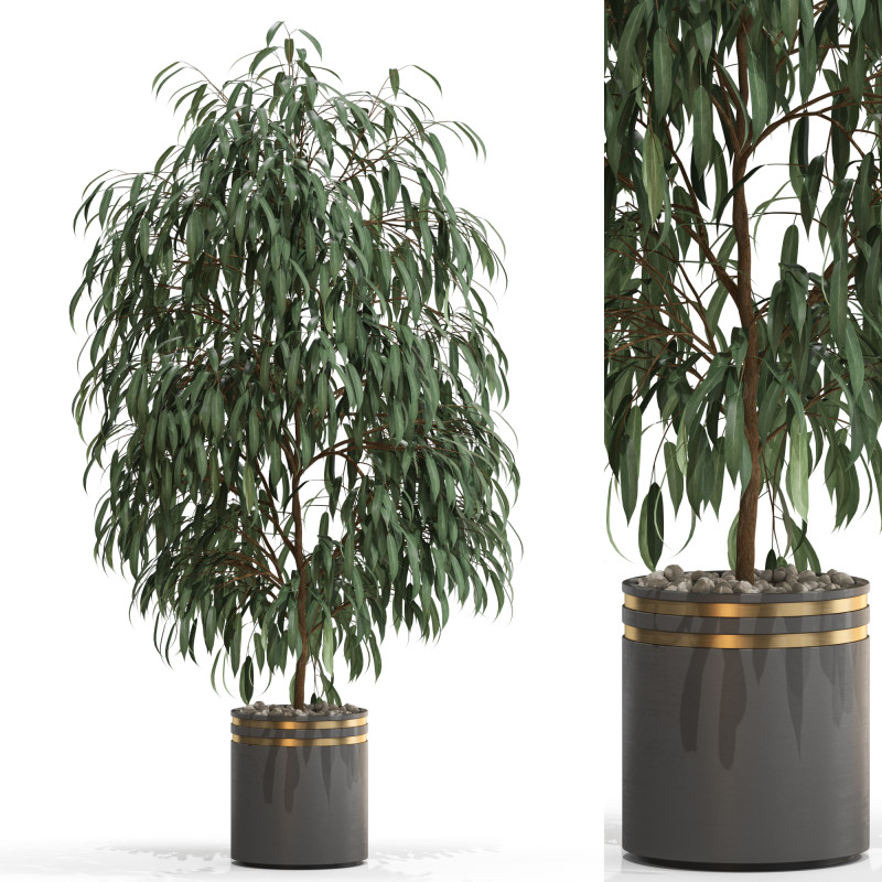 Plants collection 710 3D मॉडल .c4d .max .obj .3ds .fbx .stl .blend
