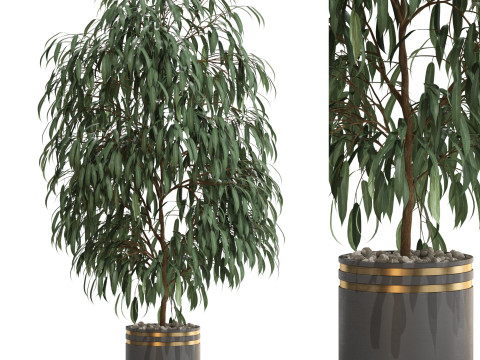 Plants collection 710 Modello 3D