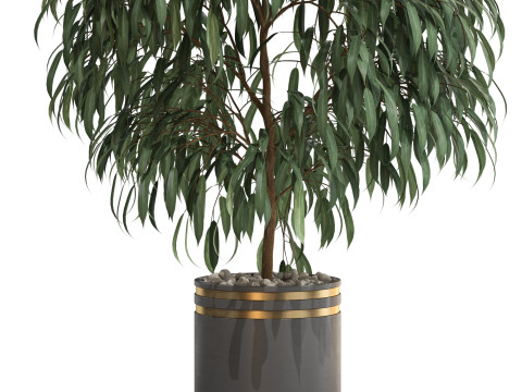 Plants collection 710 3D मॉडल