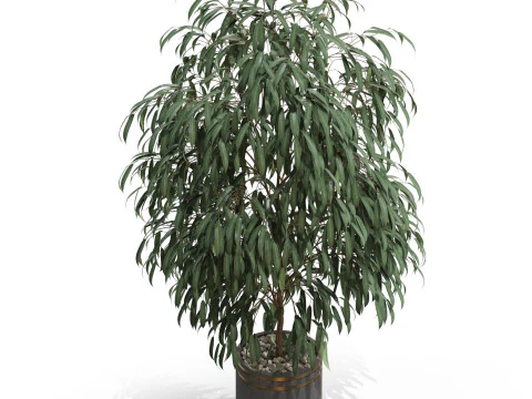 Plants collection 710 3D Model
