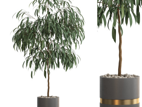 Plants collection 711 Modelo 3D