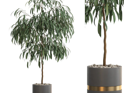 Koleksi tanaman 711 Model 3D