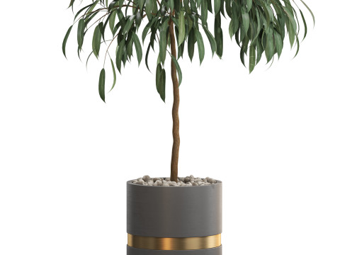 Plants collection 711 Modello 3D