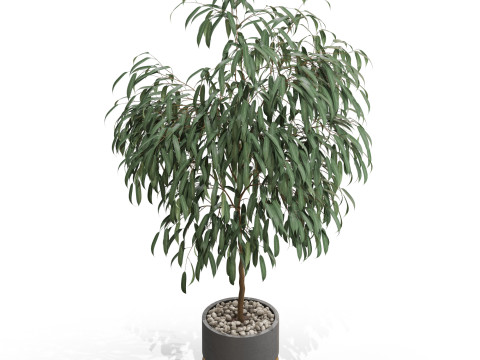 Plants collection 711 Modello 3D