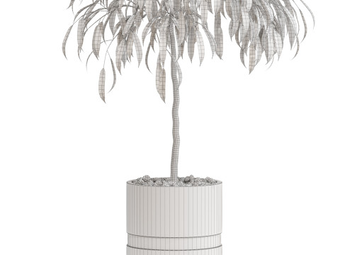 Plants collection 711 Modello 3D