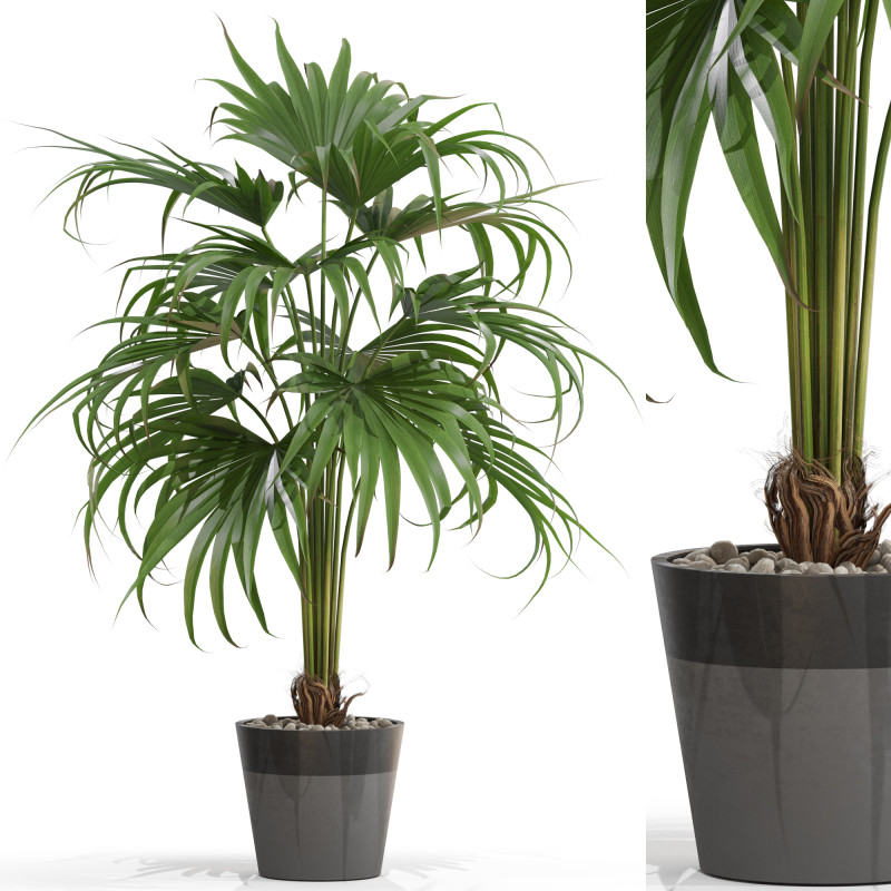 Plants collection 712 3D Model .c4d .max .obj .3ds .fbx .stl .blend
