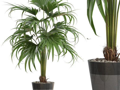 Plants collection 712 3D Model