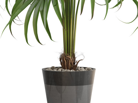 Plants collection 712 3D Model