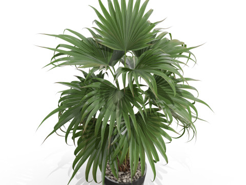 Plants collection 712 3D Model