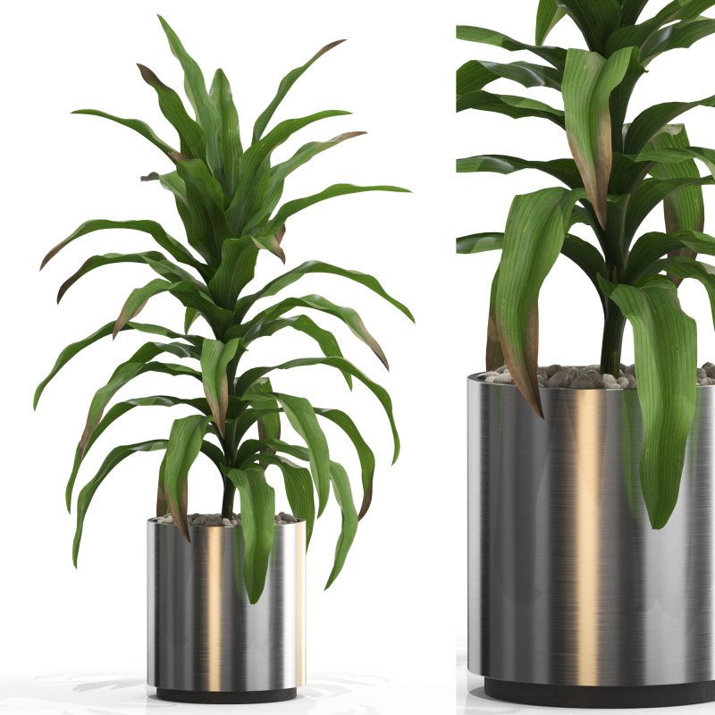 Plants collection 713 3D 모델 .c4d .max .obj .3ds .fbx .stl .blend