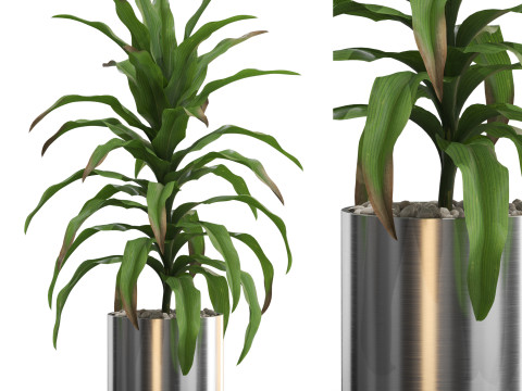 Plants collection 713 3Dモデル