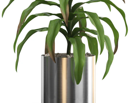 Plants collection 713 3D Model