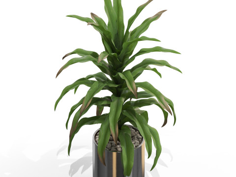 Plants collection 713 3D 모델