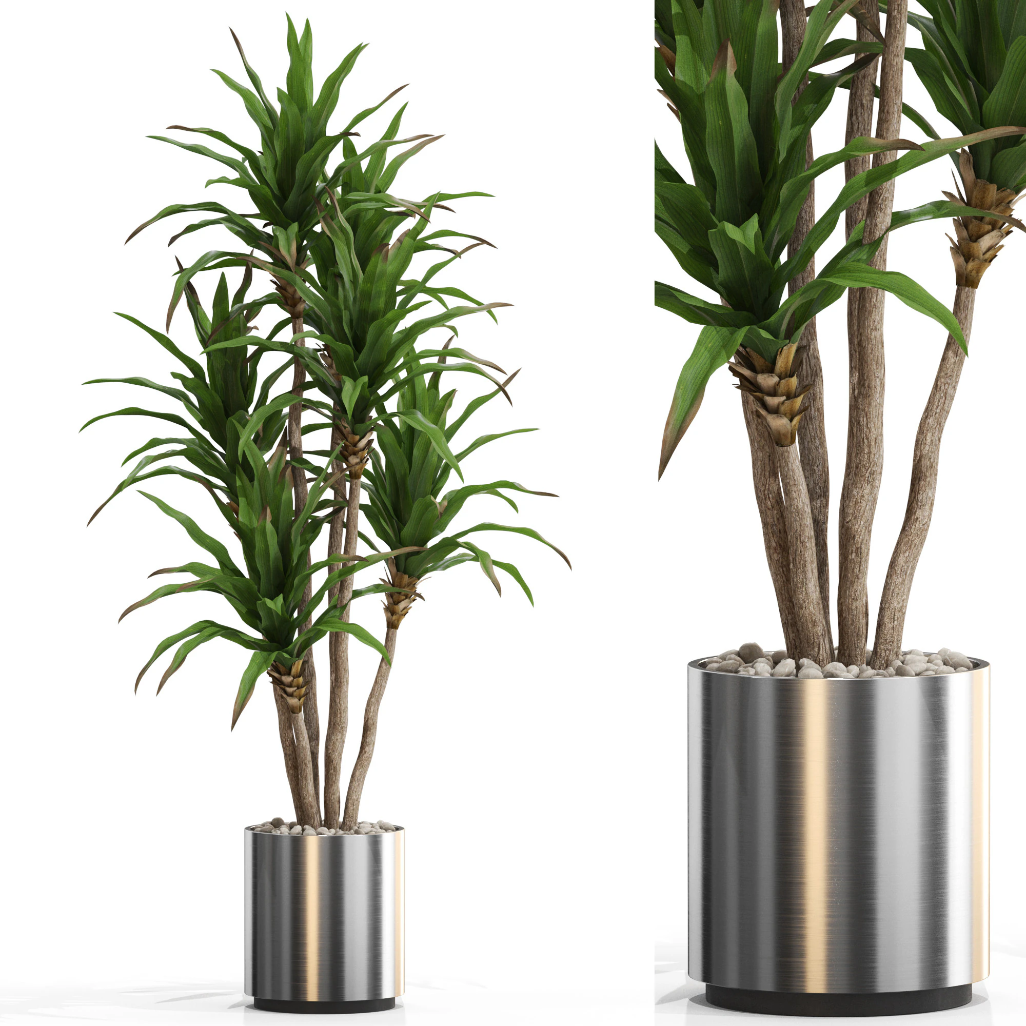 Plants collection 714 3D Model .c4d .max .obj .3ds .fbx .stl .blend
