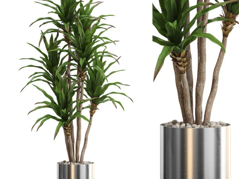 Коллекция растений 714 3D Модель