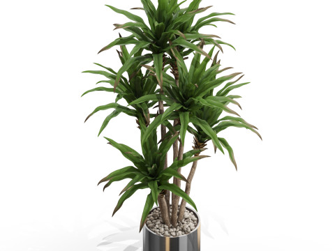 Plants collection 714 Model 3D