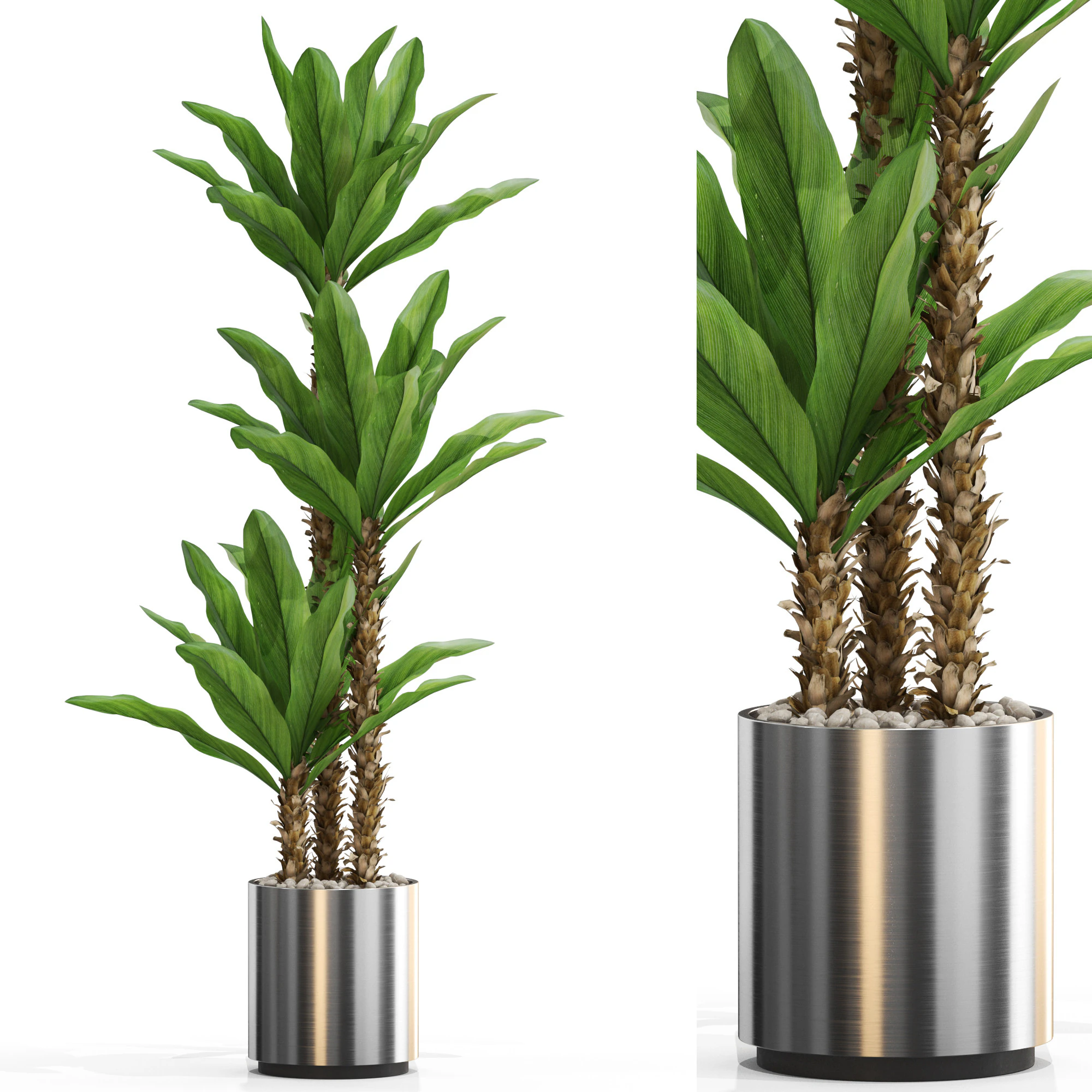 Plants collection 715 3D Model .c4d .max .obj .3ds .fbx .stl .blend