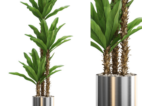 Plants collection 715 Model 3D