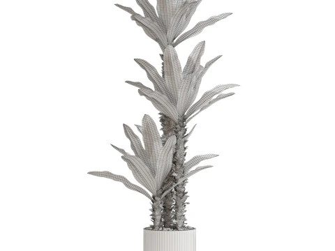 Plants collection 715 3D Model