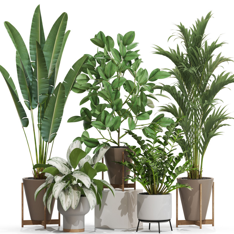 Plants collection 716 Modelo 3D .c4d .max .obj .3ds .fbx .stl .blend
