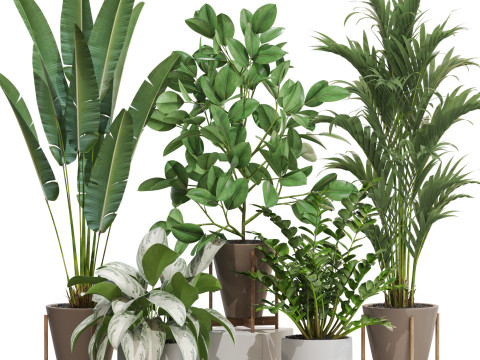 Plants collection 716 Modelo 3D