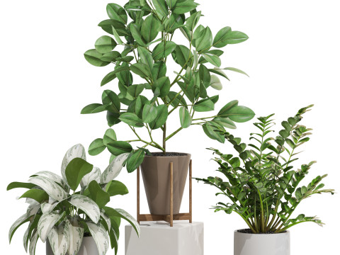 Plants collection 716 Modelo 3D