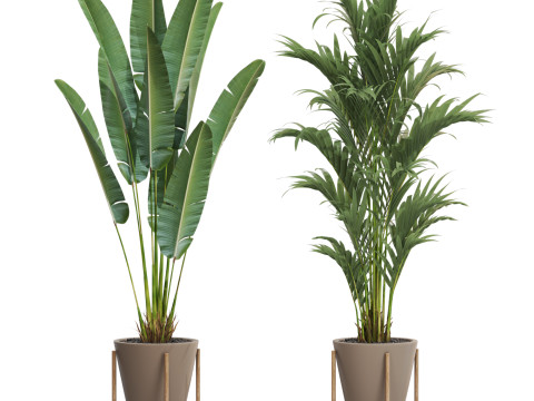 Plants collection 716 Modelo 3D