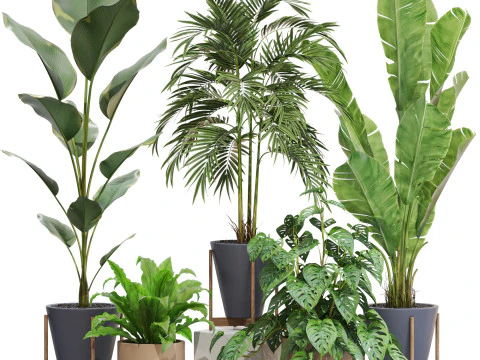 Plantencollectie 717 3D Model