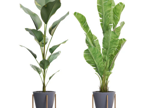 Plants collection 717 3D Model