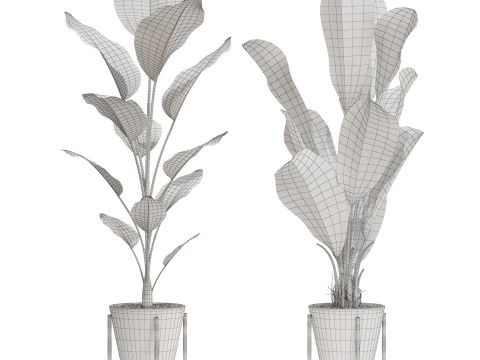 Plants collection 717 3D Model