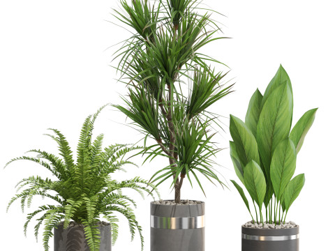 Plants collection 718 3Dモデル
