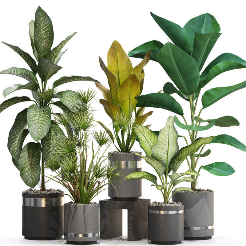 Plants collection 719 3D Model .c4d .max .obj .3ds .fbx .stl .blend