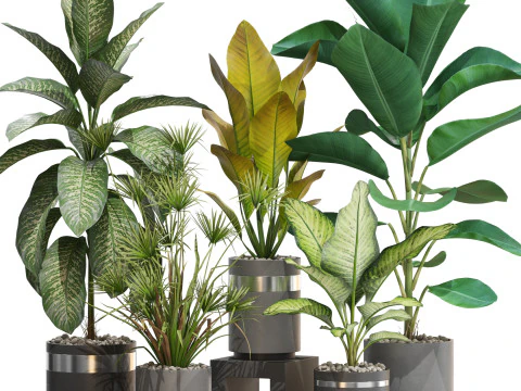 Plants collection 719 3D Model