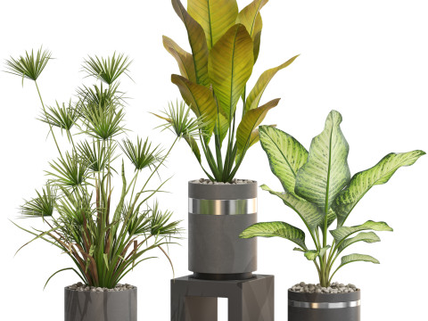 Plants collection 719 3D Model