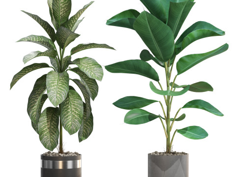Plants collection 719 3D Model