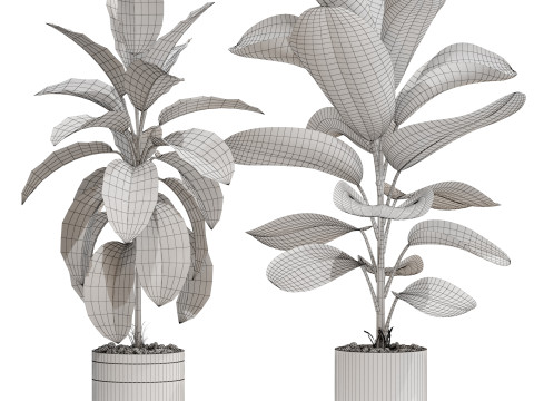 Plants collection 719 3D Model