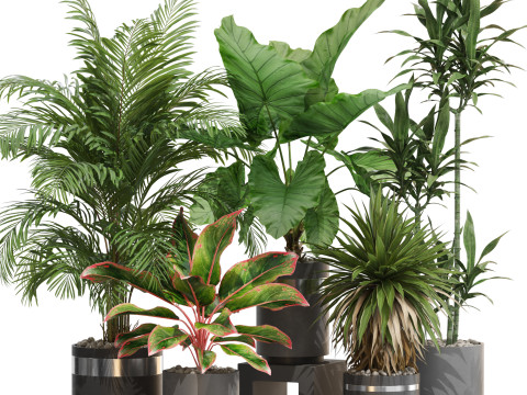 Plants collection 720 3D-Modell