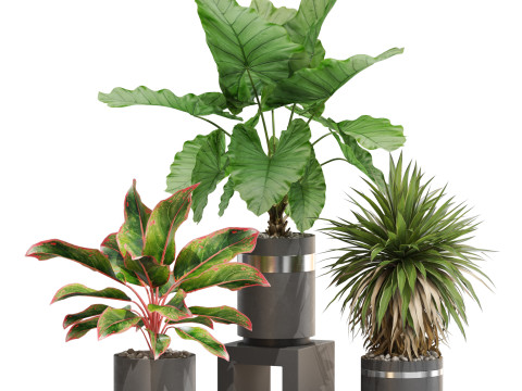 Plants collection 720 3D मॉडल