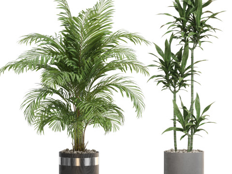 Plants collection 720 3D मॉडल