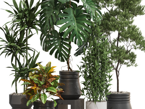 Plants collection 721 3D Модель