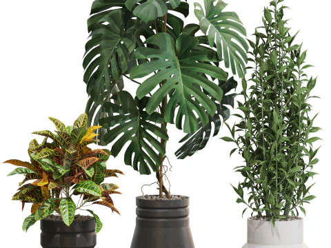 Plants collection 721 3D Model