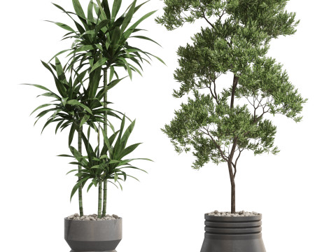 Plants collection 721 Modèle 3D