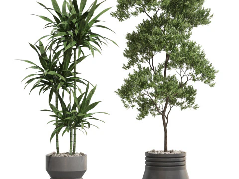 Plants collection 721 3D Model