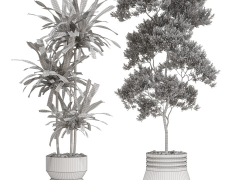 Plants collection 721 Modèle 3D