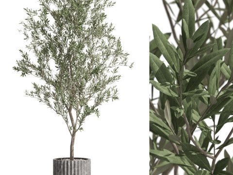 Plants collection 722 3Dモデル