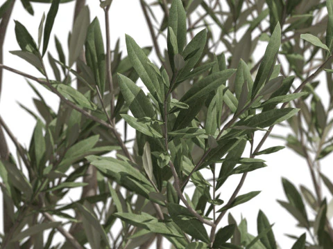 Plants collection 722 3D Model