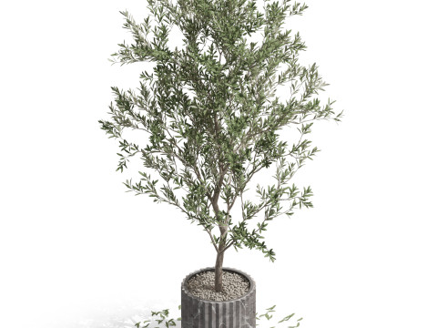 Plants collection 722 Modello 3D
