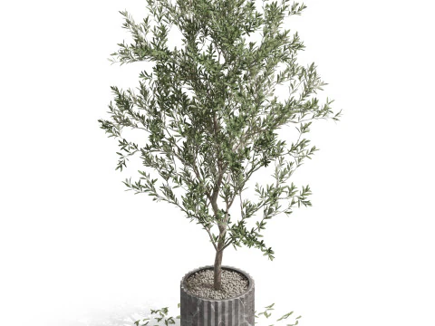 Plants collection 722 3D Model