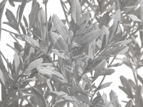 Plants collection 722 Modello 3D