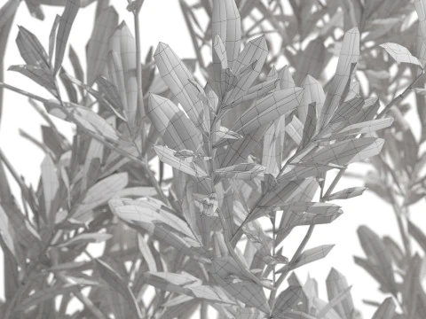 Plants collection 722 3D Model